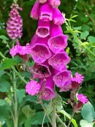 10 Medicinal Health Benefits Of Digitalis (Foxglove) 10 Medicinal Health Benefits Of Digitalis (Foxglove)