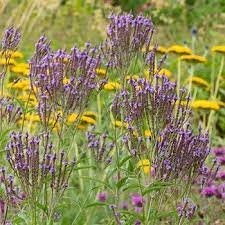 19 Medicinal Health Benefits Of Blue Vervain (Verbena hastata)