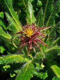 18 Medicinal Health Benefits Of Blessed Thistle (Cnicus benedictus) 18 Medicinal Health Benefits Of Blessed Thistle (Cnicus benedictus)