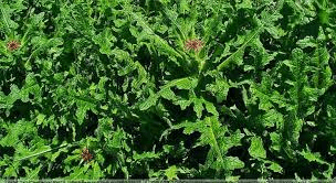 18 Medicinal Health Benefits Of Blessed Thistle (Cnicus benedictus) 18 Medicinal Health Benefits Of Blessed Thistle (Cnicus benedictus)
