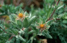 18 Medicinal Health Benefits Of Blessed Thistle (Cnicus benedictus) 18 Medicinal Health Benefits Of Blessed Thistle (Cnicus benedictus)