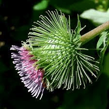 20 Medicinal Health Benefits of Burdock (Arctium lappa) 20 Medicinal Health Benefits of Burdock (Arctium lappa)