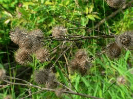 20 Medicinal Health Benefits of Burdock (Arctium lappa) 20 Medicinal Health Benefits of Burdock (Arctium lappa)