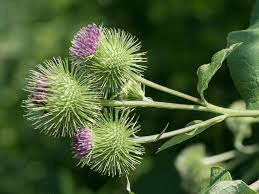 20 Medicinal Health Benefits of Burdock (Arctium lappa) 20 Medicinal Health Benefits of Burdock (Arctium lappa)