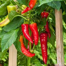 19 Medicinal Health Benefits Of Cayenne (Capsicum annuum) 19 Medicinal Health Benefits Of Cayenne (Capsicum annuum)