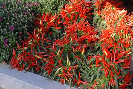 19 Medicinal Health Benefits Of Cayenne (Capsicum annuum) 19 Medicinal Health Benefits Of Cayenne (Capsicum annuum)