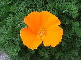 California Poppy (Eschscholzia californica)