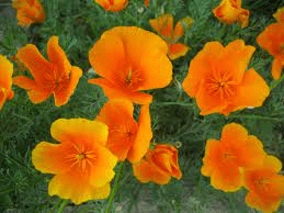 20 Medicinal Health Benefits Of California Poppy (Eschscholzia californica)