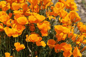 20 Medicinal Health Benefits Of California Poppy (Eschscholzia californica)