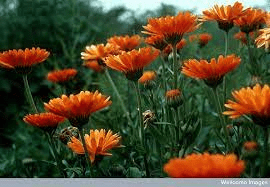 18 Medicinal Health Benefits Of Calendula (Calendula officinalis)