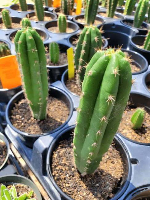 10 Medicinal Health Benefits Of San Pedro Cactus (Echinopsis pachanoi)