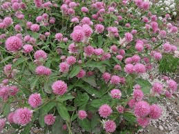 20 Medicinal Health Benefits Of Clover (Trifolium pratense)