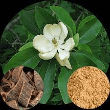 17 Medicinal Health Benefits Of Magnolia Bark (Magnolia genus) 17 Medicinal Health Benefits Of Magnolia Bark (Magnolia genus)