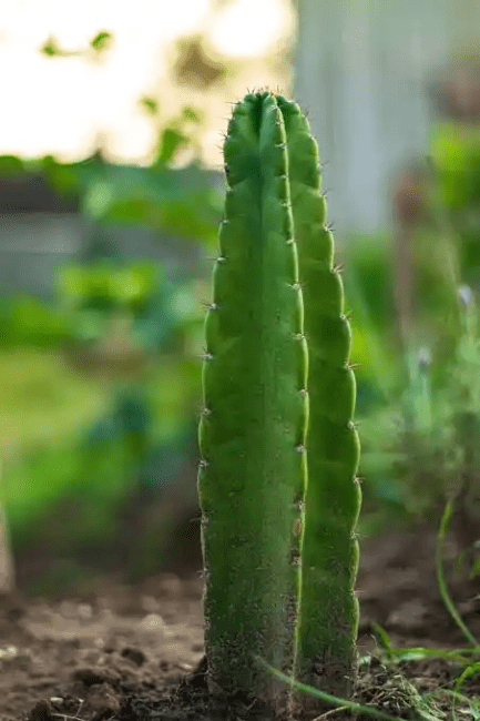 10 Medicinal Health Benefits Of San Pedro Cactus (Echinopsis pachanoi)