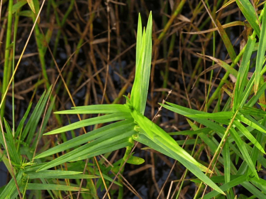 How To Grow, Use and Care For Threeway Sedge Grass (Dulichium Arundinaceum) How To Grow, Use and Care For Threeway Sedge Grass (Dulichium Arundinaceum)