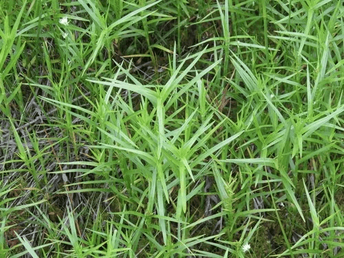 How To Grow, Use and Care For Threeway Sedge Grass (Dulichium Arundinaceum)