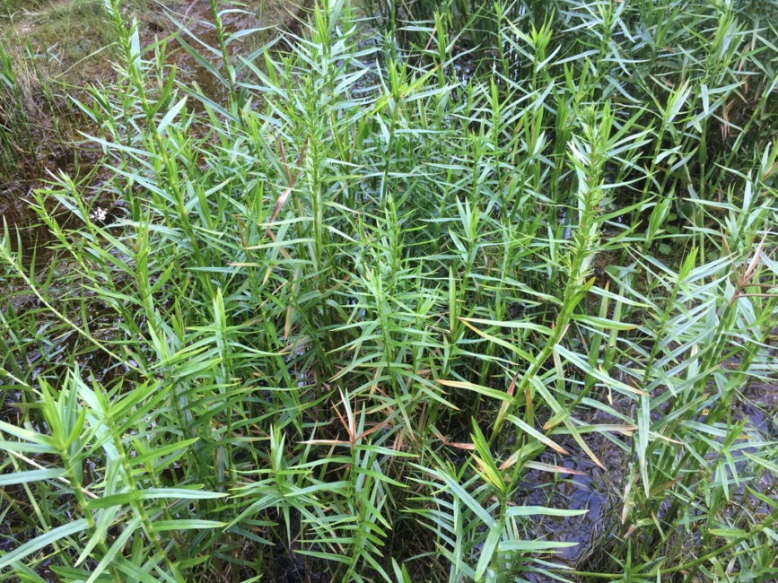 How To Grow, Use and Care For Threeway Sedge Grass (Dulichium Arundinaceum) How To Grow, Use and Care For Threeway Sedge Grass (Dulichium Arundinaceum)