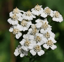 8 Health Benefits of Yarrow (Achillea millefolium)