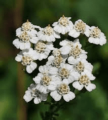 8 Health Benefits of Yarrow (Achillea millefolium)