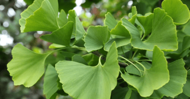 7 Health Benefits of Ginkgo Biloba (Salisburia adiantifolia)