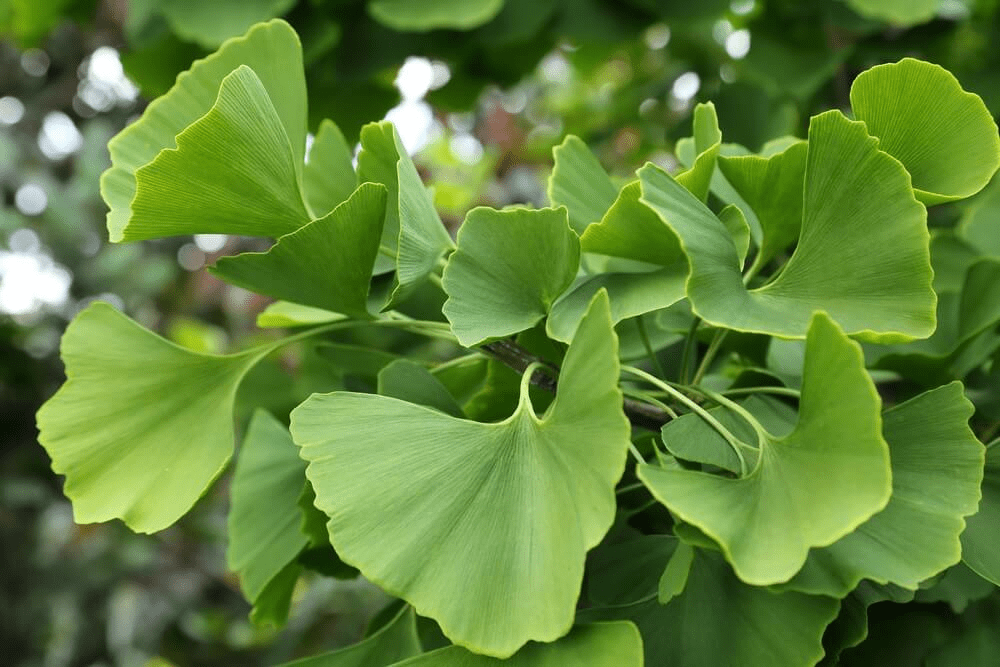 7 Health Benefits of Ginkgo Biloba (Salisburia adiantifolia)