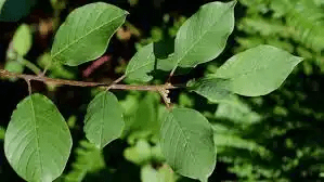 10 Medicinal Health Benefits Of Alder Buckthorn (Rhamnus frangula)