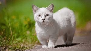 Short Legged Cat Breed Description and Complete Care Guide