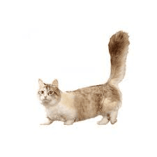 Short Legged Cat Breed Description and Complete Care Guide