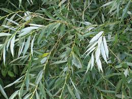 20 Medicinal Health Benefits Of White Willow (Salix alba) 20 Medicinal Health Benefits Of White Willow (Salix alba)