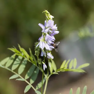 19 Medicinal Health Benefits Of Goats Rue (Galega officinalis)