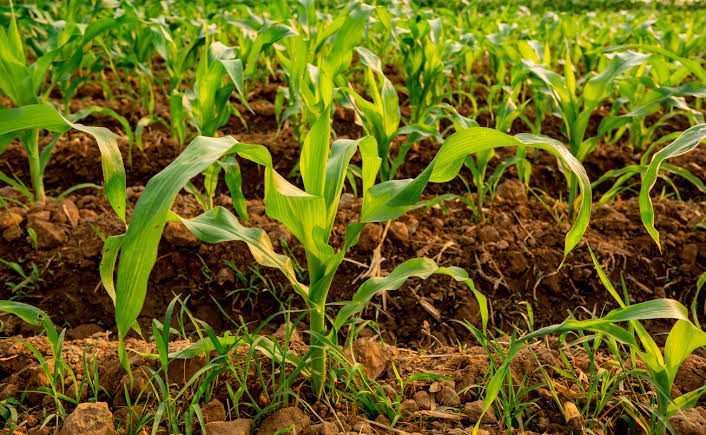 How to Grow and Care for Maize Plant