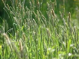 How to Grow, Use and Care for Timothy (Phleum pratense)