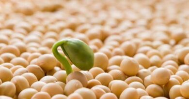 How to Grow and Care for Soybeans