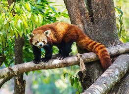 The History and Origin of Red Panda