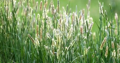 How to Grow, Use and Care for Timothy Grass (Phleum pratense)