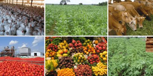 The Economic Impact of Agricultural Production The Economic Impact of Agricultural Production