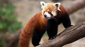 The History and Origin of Red Panda The History and Origin of Red Panda