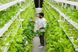 Techniques Used in Vertical Farming
