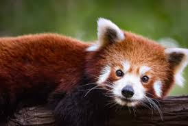 The History and Origin of Red Panda The History and Origin of Red Panda