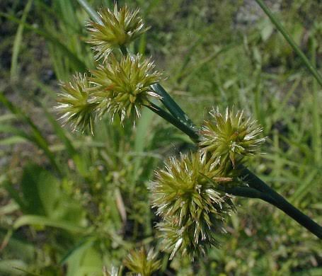 How to Grow, Use and Care for Torrey's Rush Grass (Juncus torreyi)