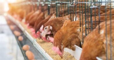 The Process and Economic Benefits of Chicken Farming