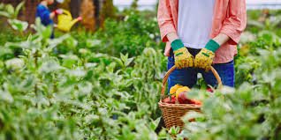 The Economic Impact of Agricultural Production The Economic Impact of Agricultural Production