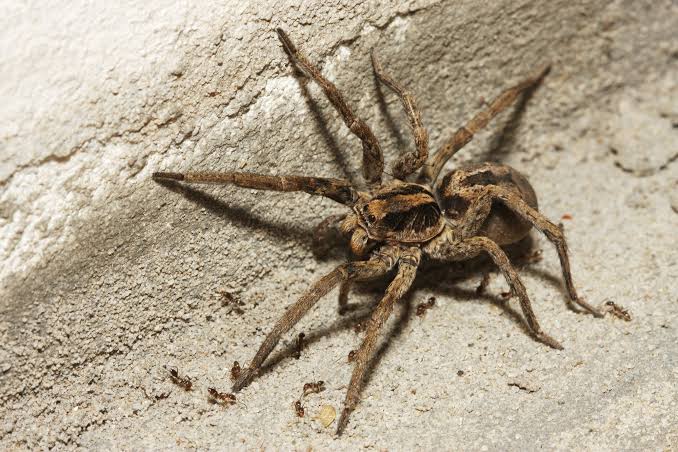 The Appearance and Features of the Wolf Spiders