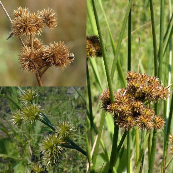 How to Grow, Use and Care for Torrey's Rush Grass (Juncus torreyi)