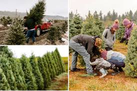 Guide on How to Start a Tree Farm 
