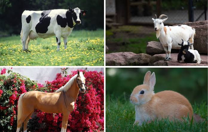 The Benefits of Farm Animals 