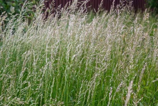 Growing and Care Guide of Rye Grass 