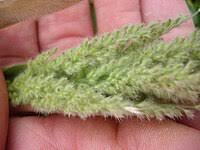 How to Grow, Use and Care for Torrid Panicgrass (Panicum torridum) How to Grow, Use and Care for Torrid Panicgrass (Panicum torridum)