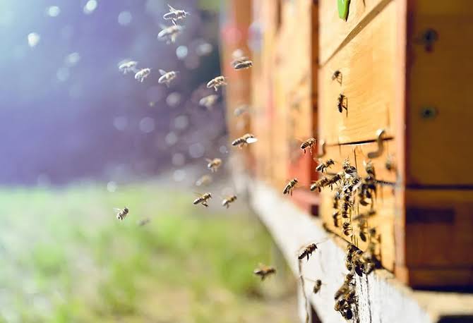 How to get rid of Honey Bees without Killing them