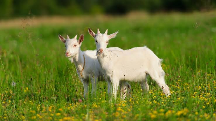 The Benefits of Farm Animals